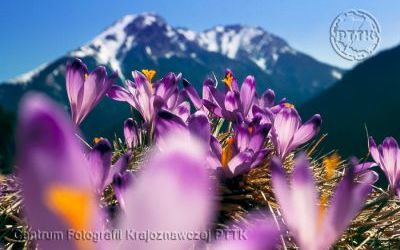 Tatry, krokusy